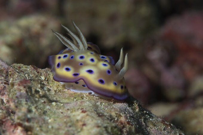 Nudibranch,Goniobranchus fidelis, faithful sea slug